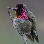 Hummer10.jpg