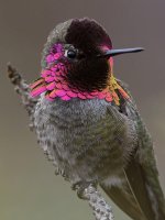 Hummer15.jpg
