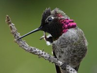 Hummer45.jpg