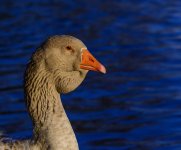 DSC_1887.jpg
