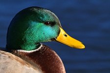 DSC_2017.jpg
