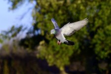 DSC_1940.jpg