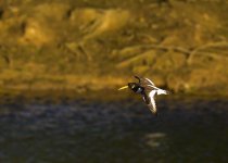 DSC_1927.jpg
