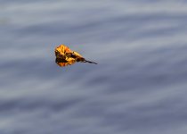 DSC_2006.jpg
