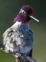 Hummer14.jpg