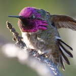 Hummer11.jpg