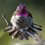 Hummer18.jpg