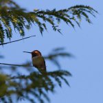 hummingbird N 500_0377.jpg