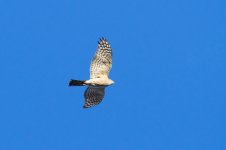 hawk N 500_0385.jpg