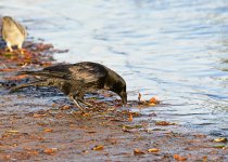 DSC_1948.jpg