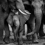 monochrome elephants.jpg