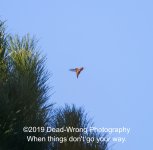 wrong hummingbird N 500_0334.jpg