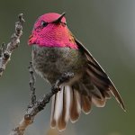 Hummer21.jpg