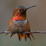 Hummer38.jpg