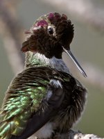 Hummer13.jpg