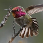 Hummer19.jpg