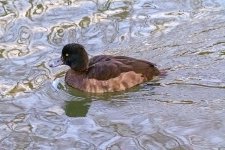 DSC_2088.jpg