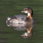 Grebe.jpg