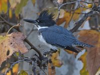 KIngfisher3.jpg