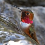 Hummer5.jpg