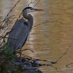 BlueHeron.jpg