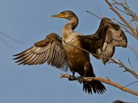 Cormorant.jpg