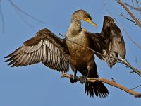 Cormorant3.jpg