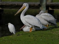 Egret.jpg