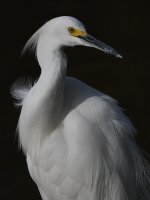Egret6.jpg