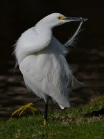 Egret3.jpg