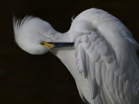 Egret5.jpg