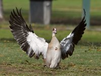 Goose3.jpg