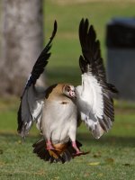 Goose2.jpg