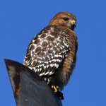 Hawk.jpg