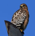 Hawk2.jpg