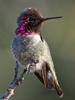 Hummer2.jpg