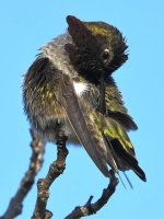Hummer11.jpg