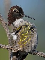 Hummer27.jpg