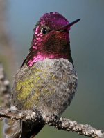 Hummer33.jpg