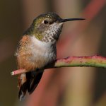 Hummer35.jpg