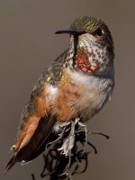 Hummer48.jpg