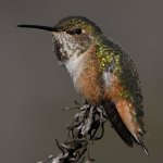 Hummer53.jpg