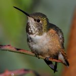 Hummer57.jpg
