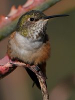 Hummer75.jpg