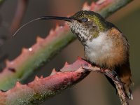 Hummer74.jpg