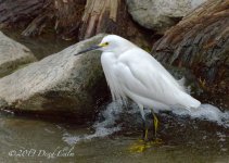 egret N 500_0558.jpg