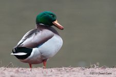 mallard drake 500_0634.jpg