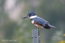 Kingfisher N 500_0644.jpg