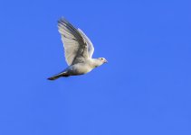 DSC_2394.jpg
