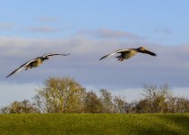 DSC_2411.jpg